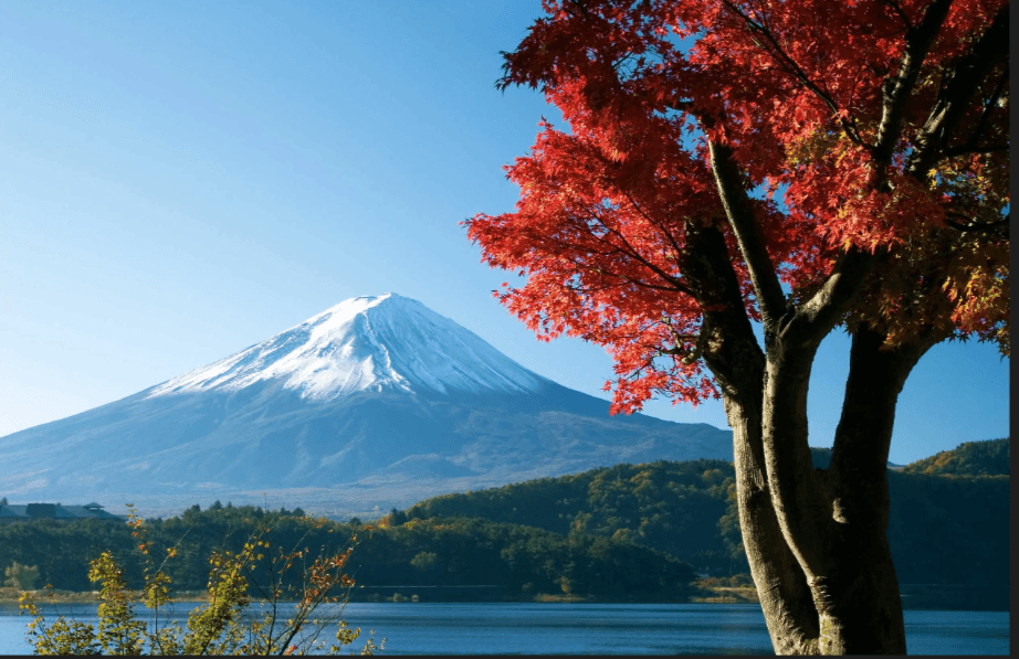 Mount Fuji with Japanese maple